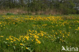 Marsh Marigold (Caltha palustris)