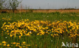 Dotterbloem (Caltha palustris)