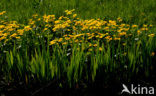 Marsh Marigold (Caltha palustris)