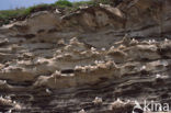 Black-legged Kittiwake (Rissa tridactyla)