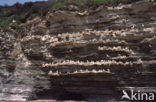 Black-legged Kittiwake (Rissa tridactyla)