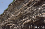 Black-legged Kittiwake (Rissa tridactyla)