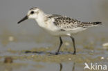 Drieteenstrandloper (Calidris alba)