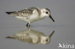 Sanderling (Calidris alba)
