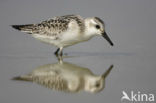 Drieteenstrandloper (Calidris alba)