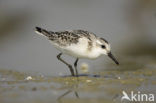 Drieteenstrandloper (Calidris alba)