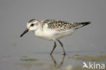 Drieteenstrandloper (Calidris alba)