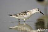 Drieteenstrandloper (Calidris alba)