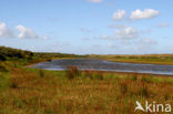 Duinen van Goeree