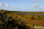 Duinen van Goeree