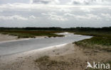 Duinen van Goeree