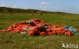 Duinen van Goeree