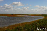 Duinen van Goeree