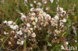 Common Dodder (Cuscuta epithymum)