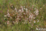Common Dodder (Cuscuta epithymum)