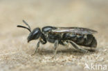 Dwerggroefbij (Lasioglossum pygmaeum) 