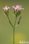 Common Centaury (Centaurium erythraea)