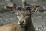 Edelhert (Cervus elaphus)