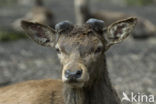 Edelhert (Cervus elaphus)