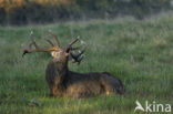 Red Deer (Cervus elaphus)