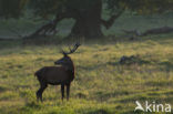 Red Deer (Cervus elaphus)