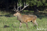 Red Deer (Cervus elaphus)