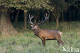 Red Deer (Cervus elaphus)