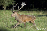 Red Deer (Cervus elaphus)