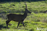 Red Deer (Cervus elaphus)