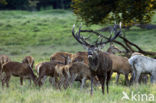 Red Deer (Cervus elaphus)