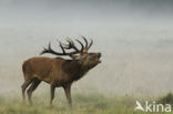 Red Deer (Cervus elaphus)