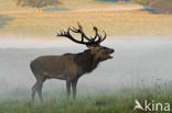 Red Deer (Cervus elaphus)