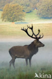 Red Deer (Cervus elaphus)