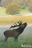 Red Deer (Cervus elaphus)