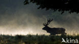 Red Deer (Cervus elaphus)