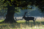 Red Deer (Cervus elaphus)