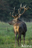 Red Deer (Cervus elaphus)