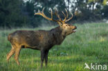 Red Deer (Cervus elaphus)