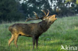 Red Deer (Cervus elaphus)