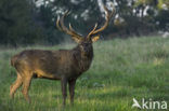 Red Deer (Cervus elaphus)