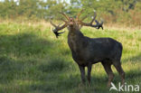 Red Deer (Cervus elaphus)