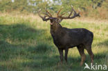 Red Deer (Cervus elaphus)