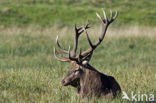 Red Deer (Cervus elaphus)