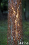 Red Deer (Cervus elaphus)