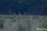 Red Deer (Cervus elaphus)