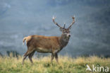 Red Deer (Cervus elaphus)