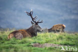 Red Deer (Cervus elaphus)
