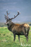 Red Deer (Cervus elaphus)