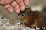 Red Squirrel (Sciurus vulgaris)