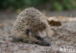 Hedgehog (Erinaceus europaeus)